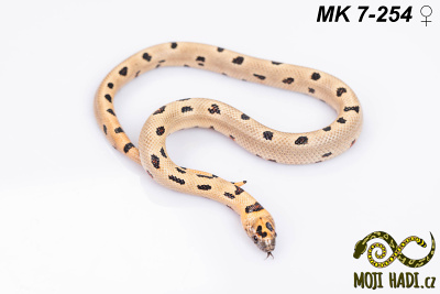 hadi na prodej, mládě, český chov hadů, odchov hadů, mojihadi.cz, Lampropeltis, mexcampb, magmaking, lampropeltis hybrid, lampropeltis mexicana, lampropeltis triangulum campbelli, special snakes, Mexican Kingsnake, Pueblan Milksnake, korálovka